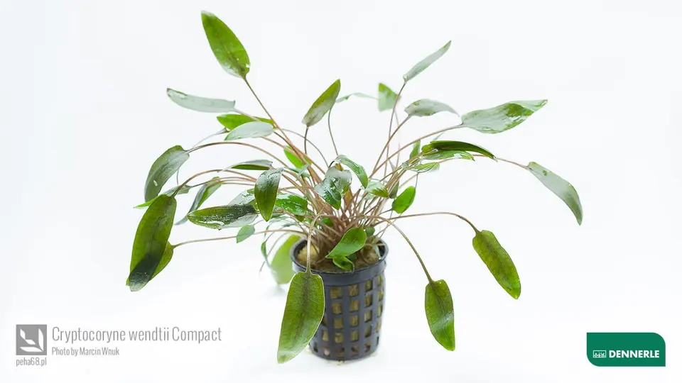 Cryptocoryne wendtii Compact