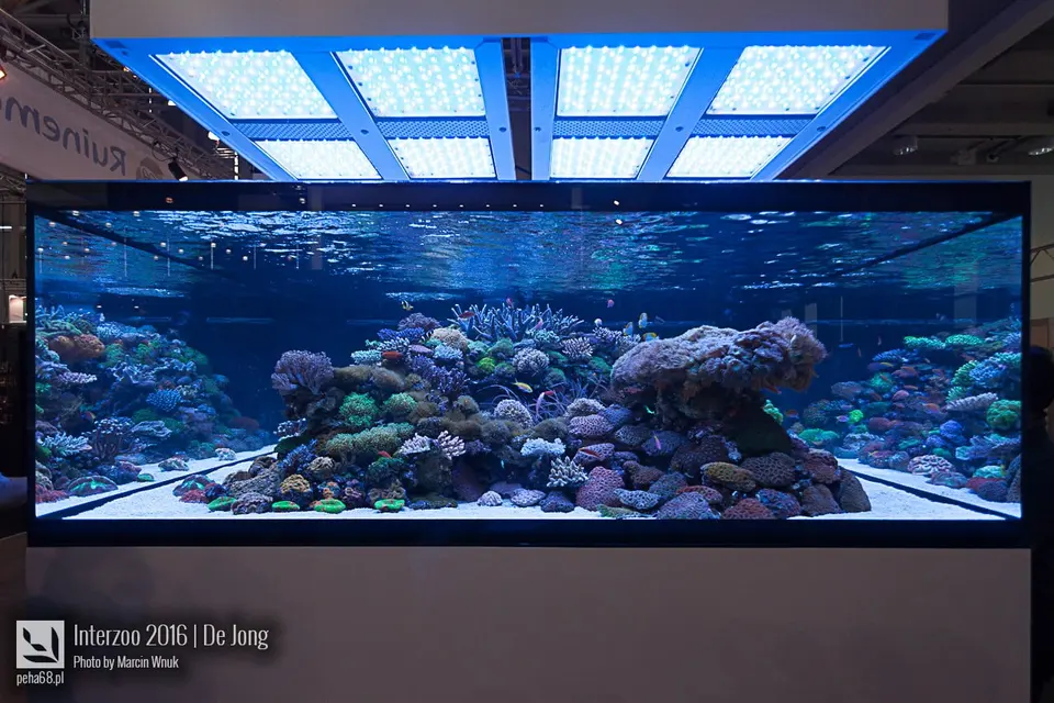 De Jong - Interzoo 2016