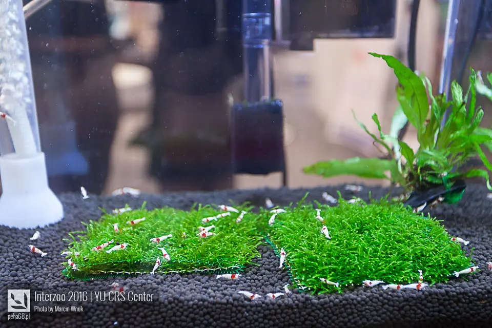 YU CRS - Interzoo 2016