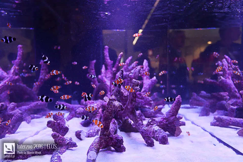 ELOS - Interzoo 2016