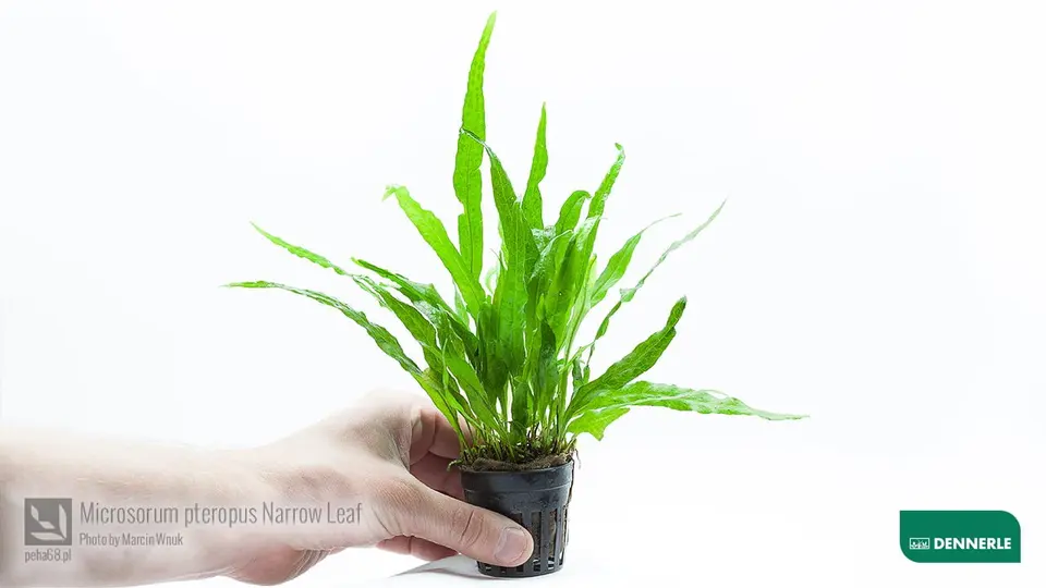 Microsorum pteropus Narrow Leaf 01