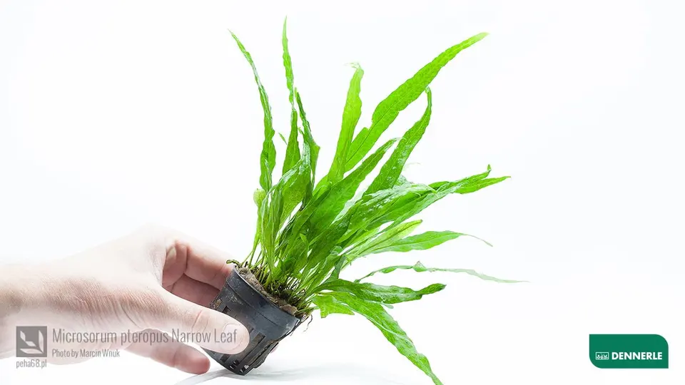 Microsorum pteropus Narrow Leaf 02