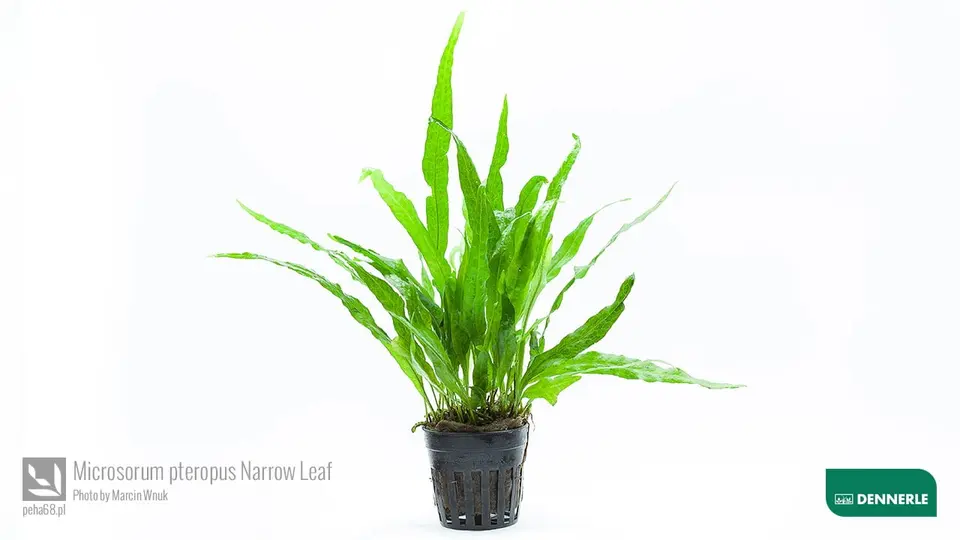 Microsorum pteropus 'Narrow Leaf'