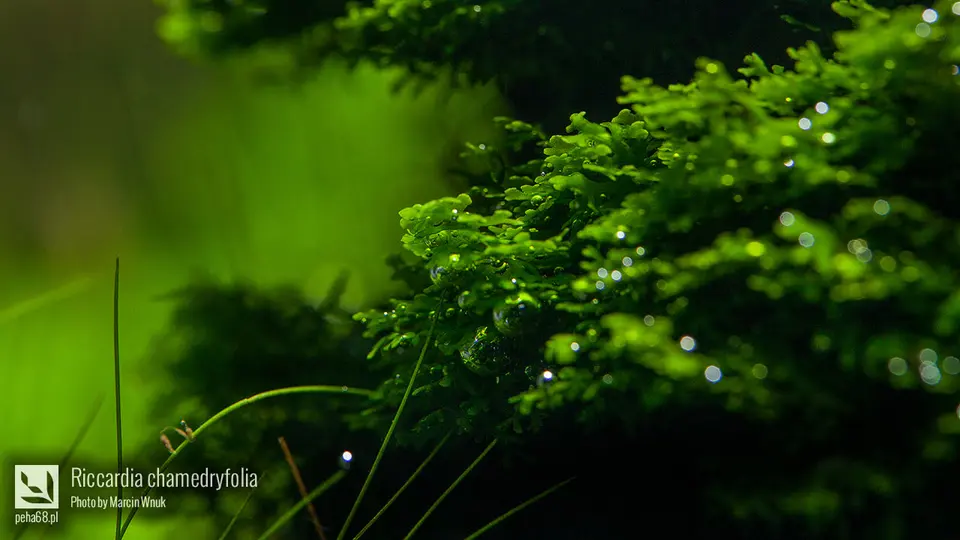 Riccardia chamedryfolia