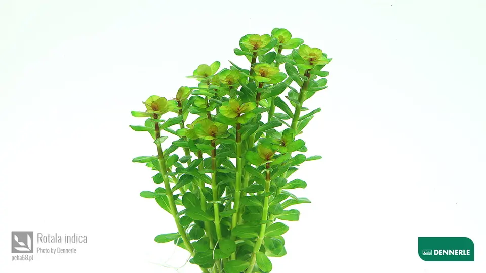 Rotala indica
