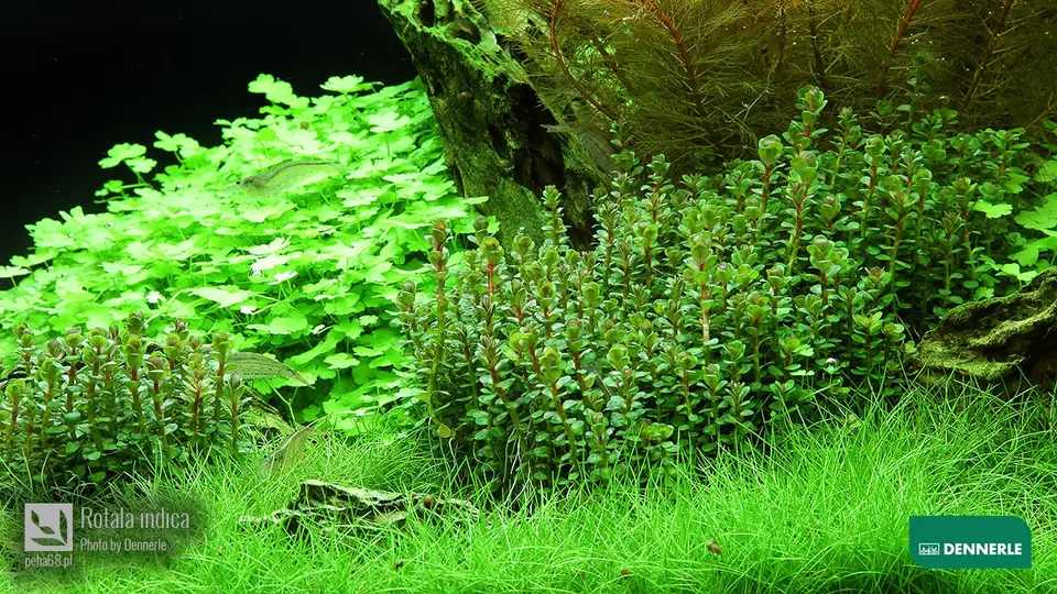 Rotala indica