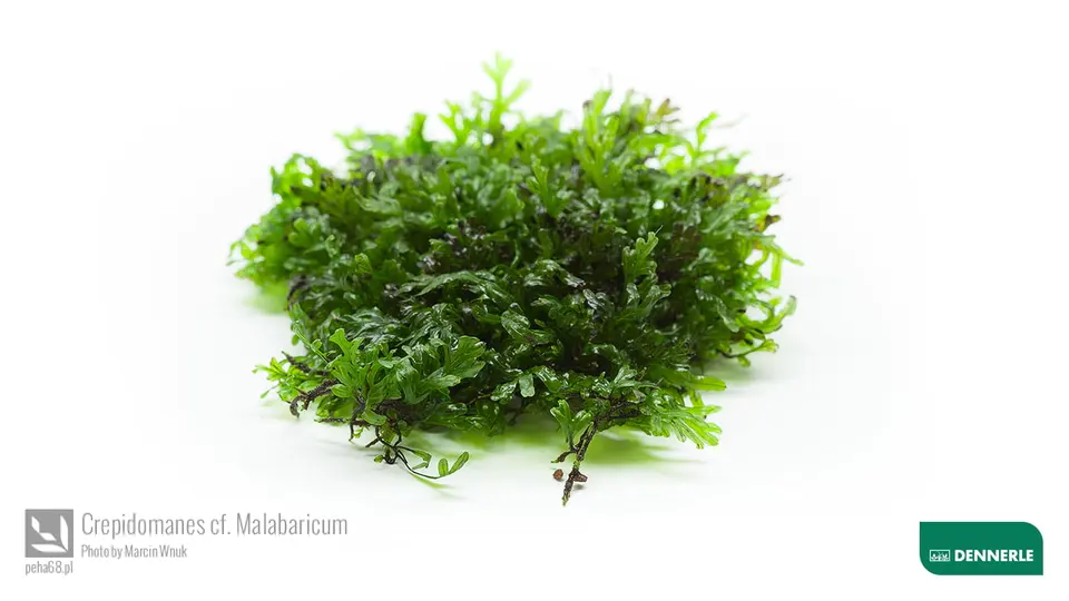 Crepidmanes malabaricum