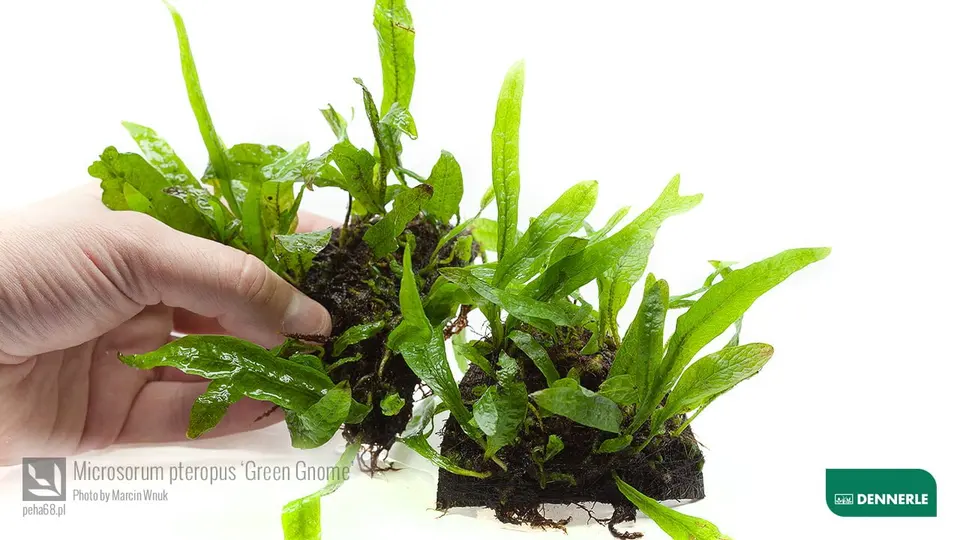 Microsorum pteropus 'Green Gnome'