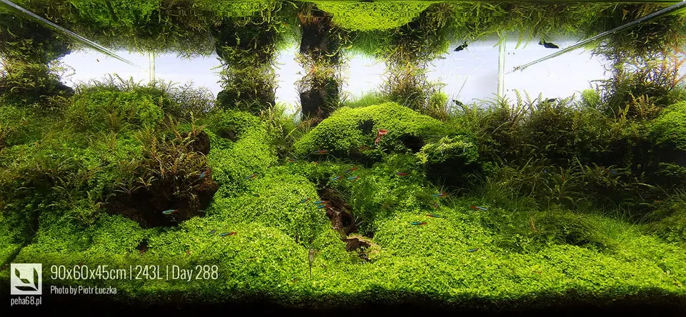 Aquascaping