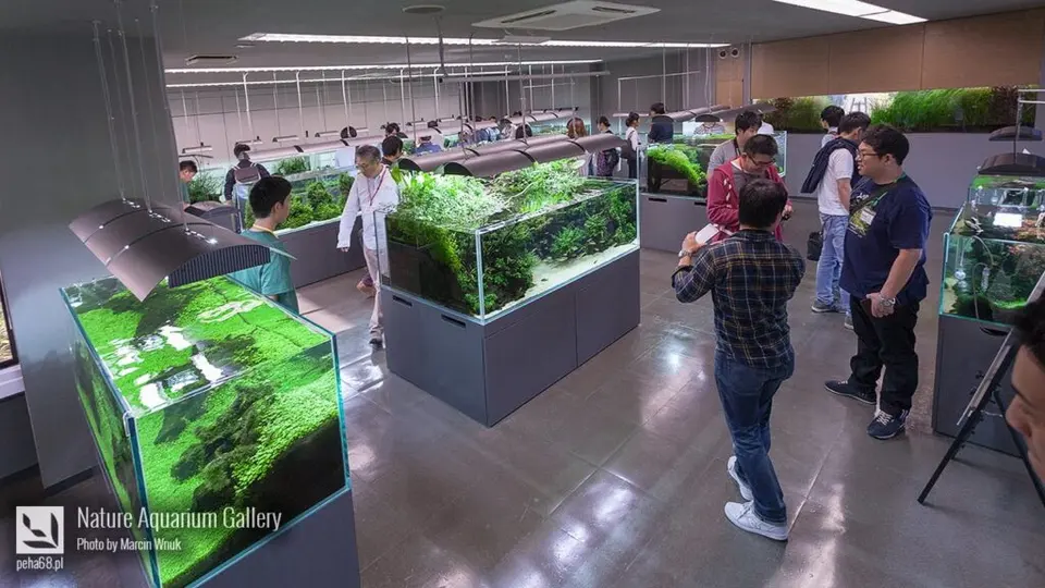 Nature Aquarium Gallery