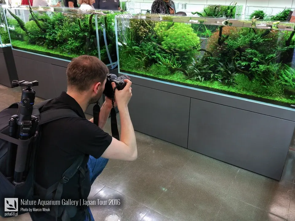 Nature Aquarium Gallery