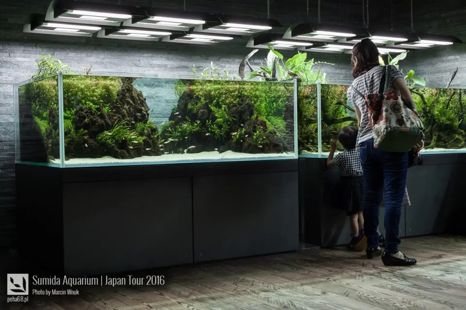 sumida-aquarium-006