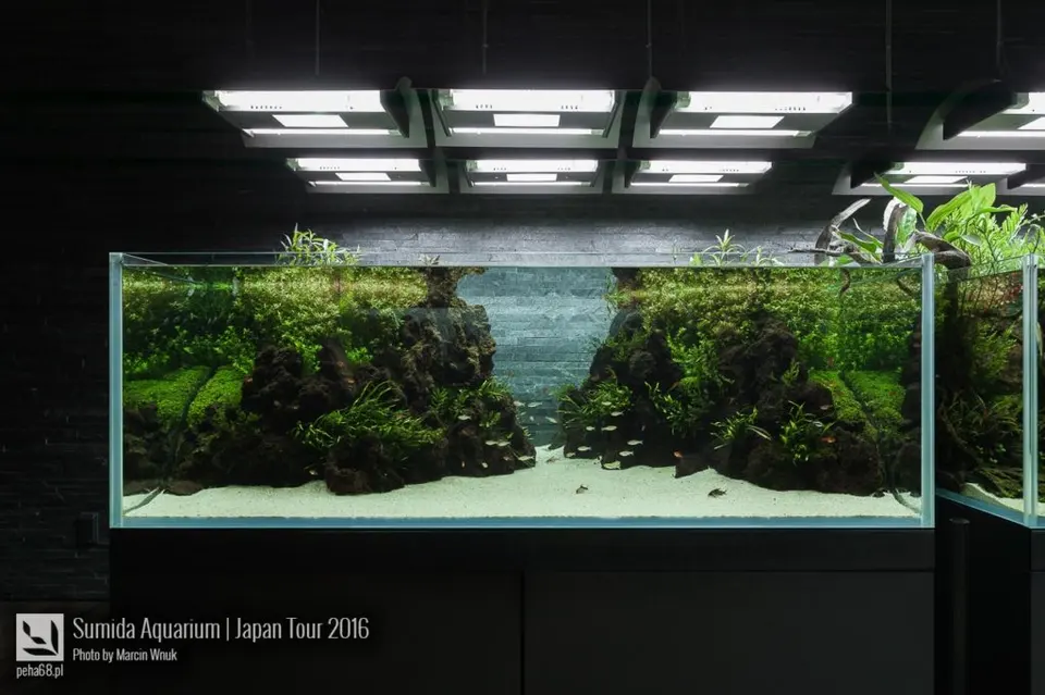 sumida-aquarium-007