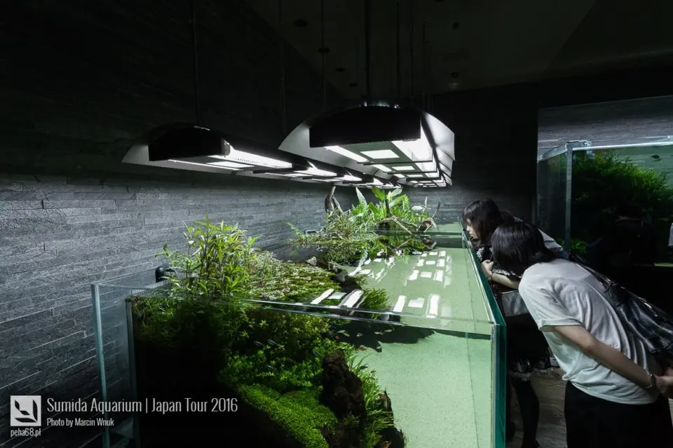sumida-aquarium-008
