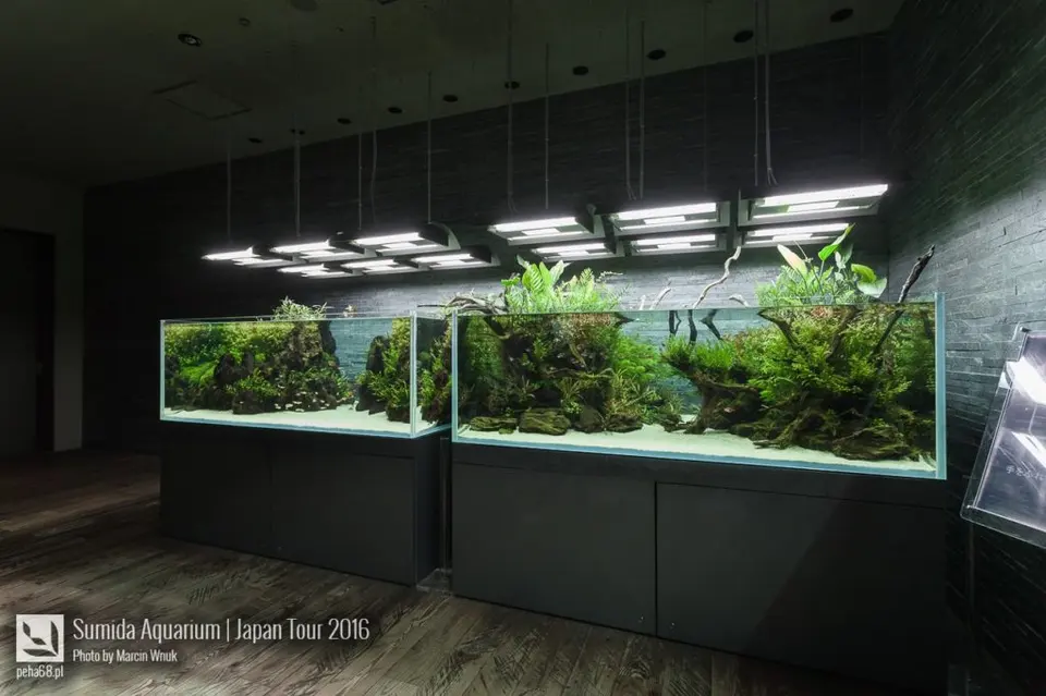 sumida-aquarium-009