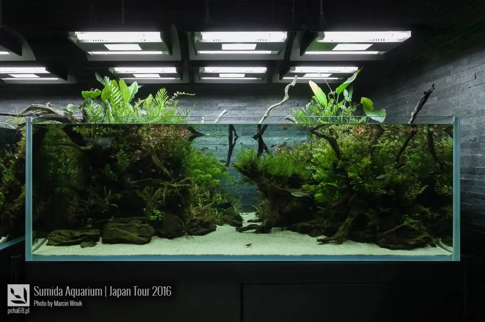 sumida-aquarium-011