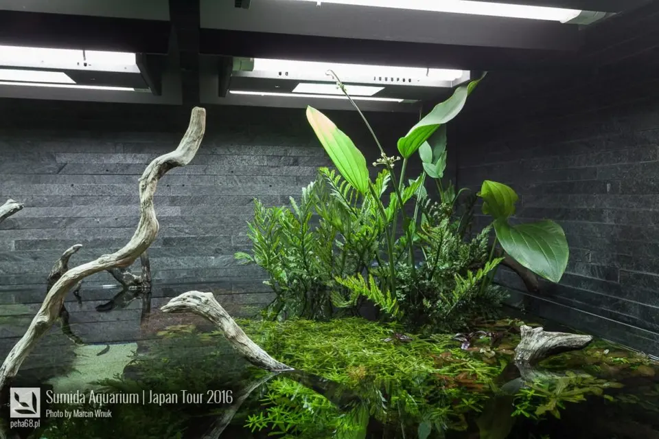 sumida-aquarium-012