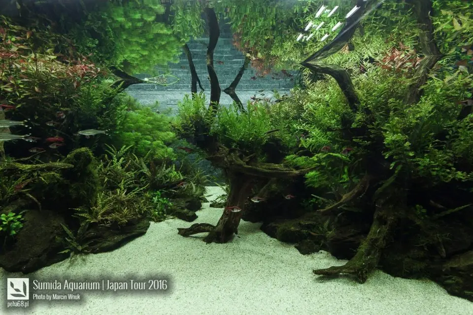 sumida-aquarium-015