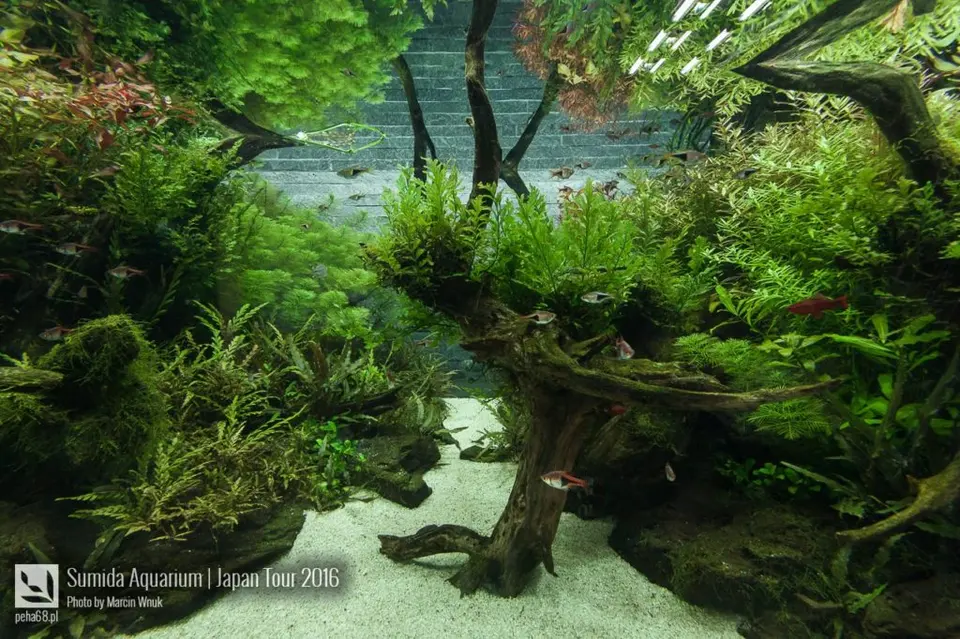 sumida-aquarium-016