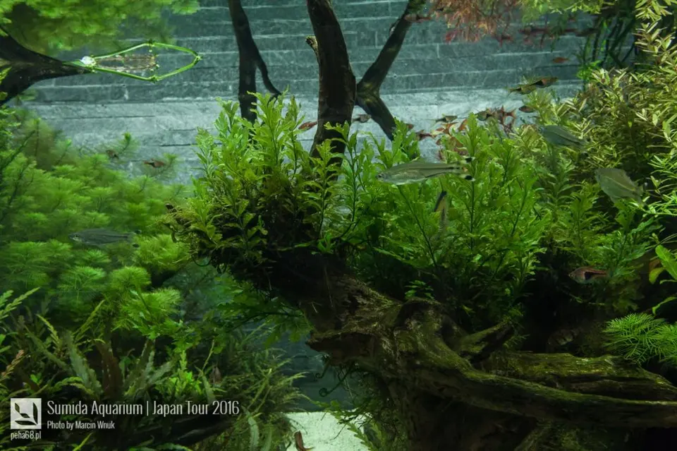 sumida-aquarium-017