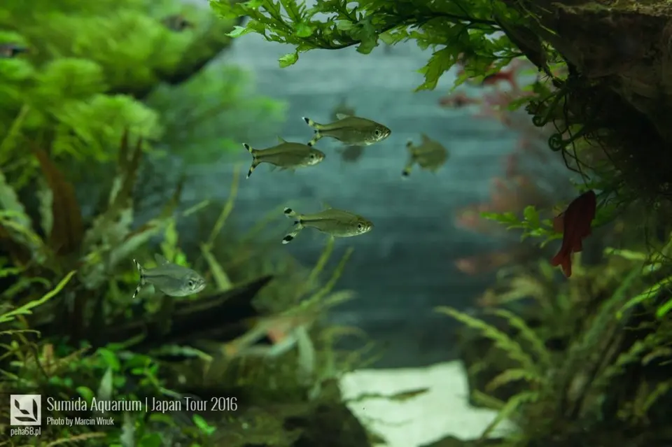 sumida-aquarium-020