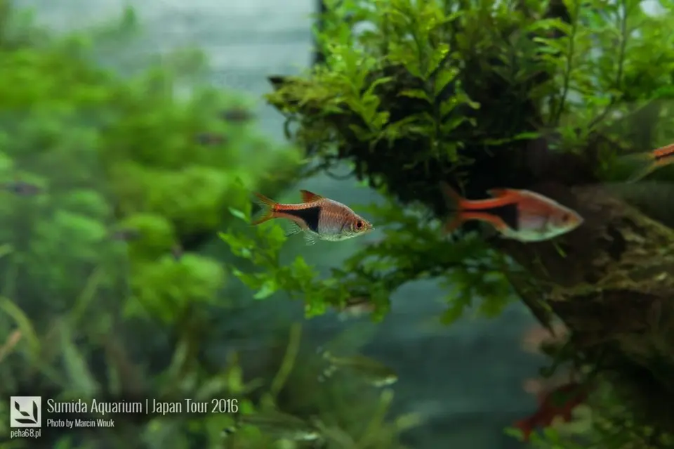 sumida-aquarium-021