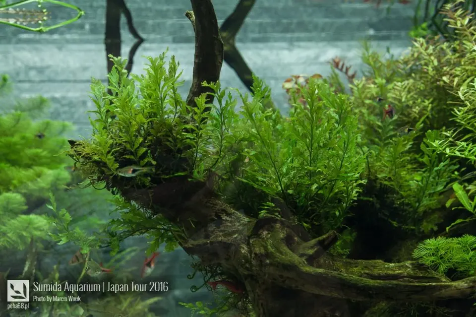 sumida-aquarium-022