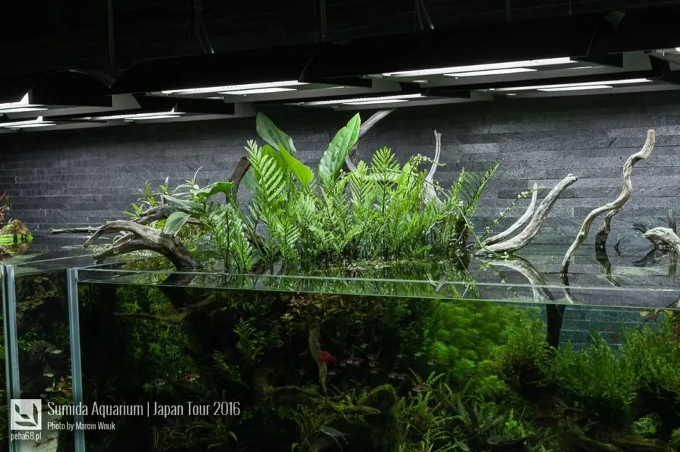 sumida-aquarium-024