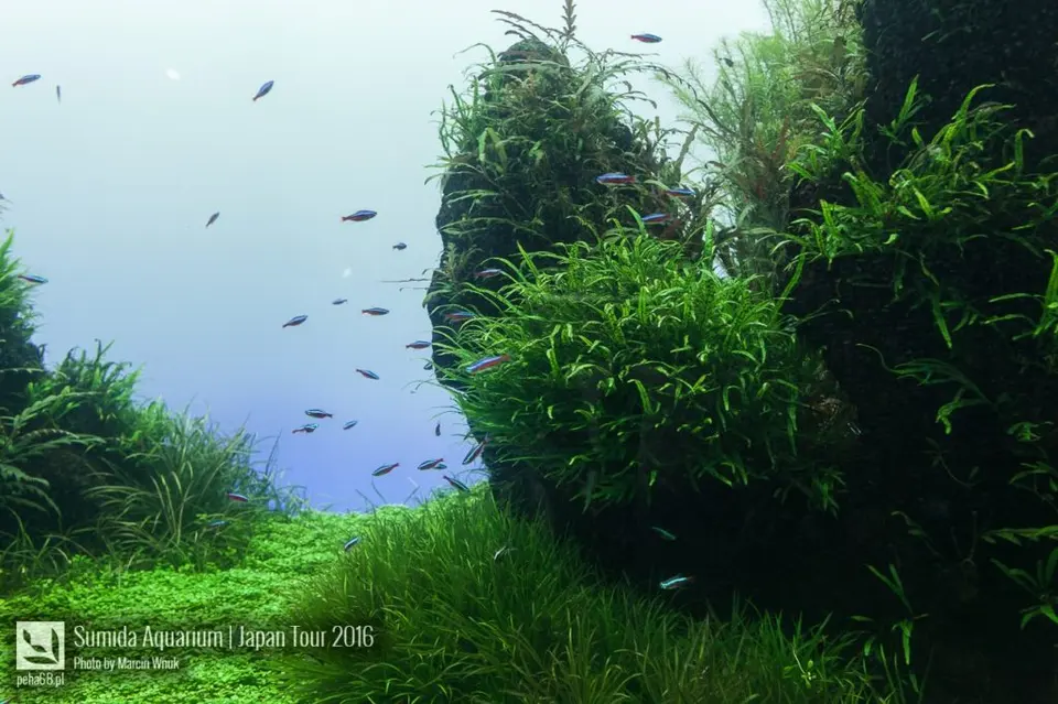 sumida-aquarium-030