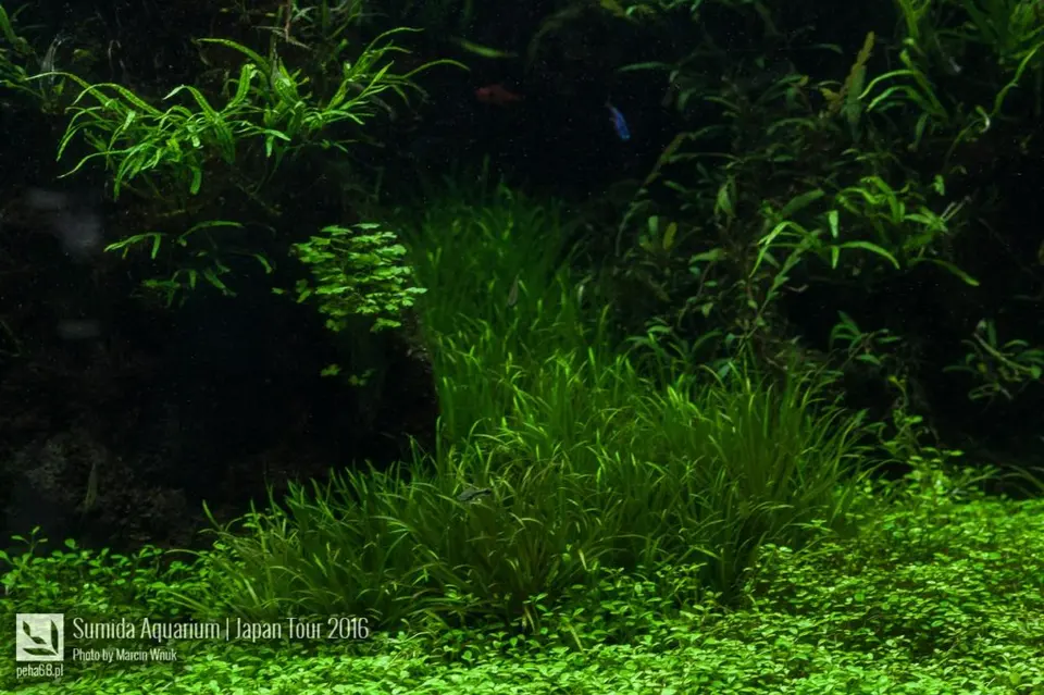 sumida-aquarium-032