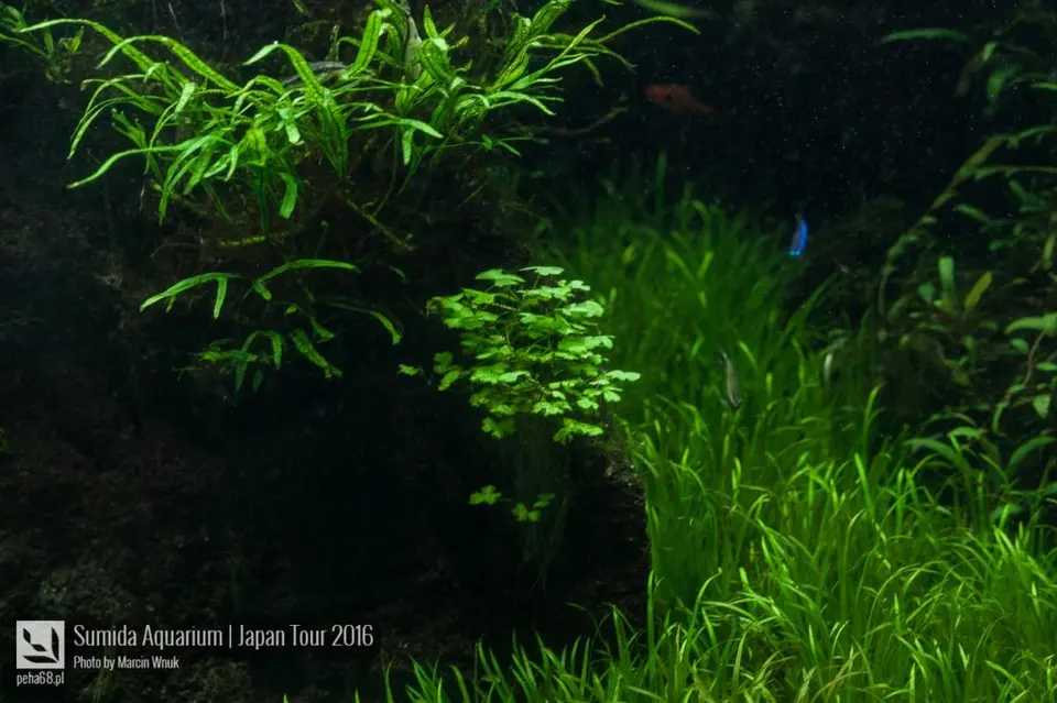 sumida-aquarium-033
