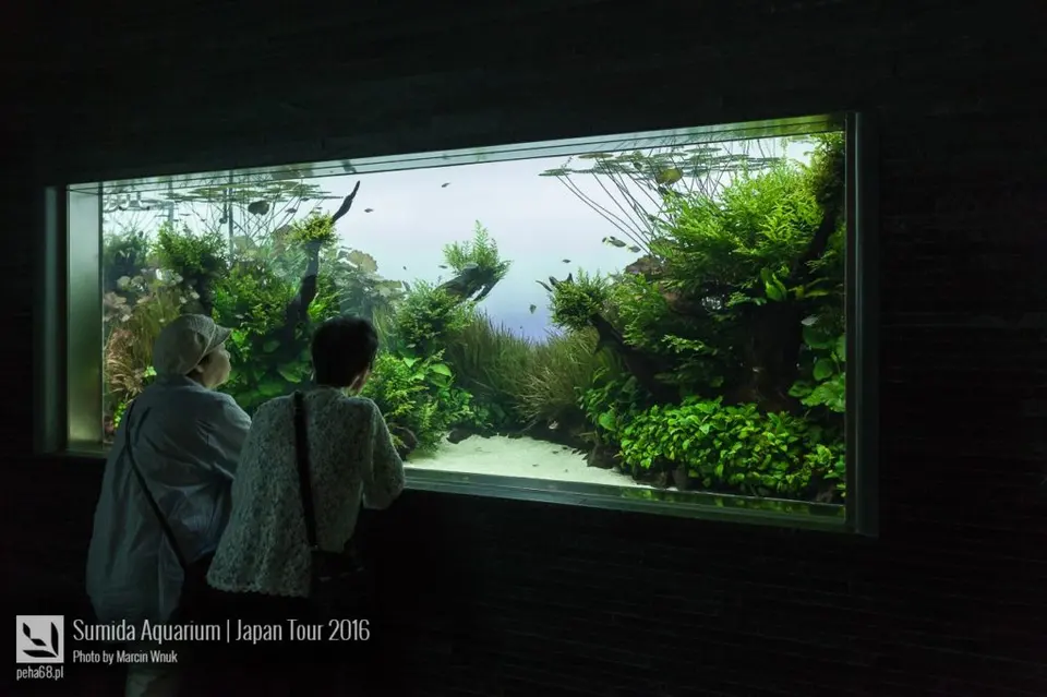 sumida-aquarium-035