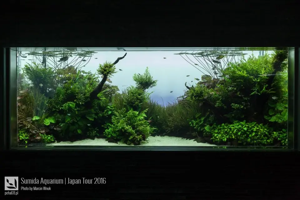 sumida-aquarium-036