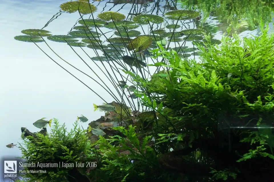 sumida-aquarium-037