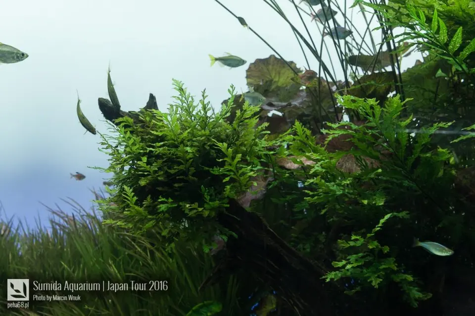 sumida-aquarium-038