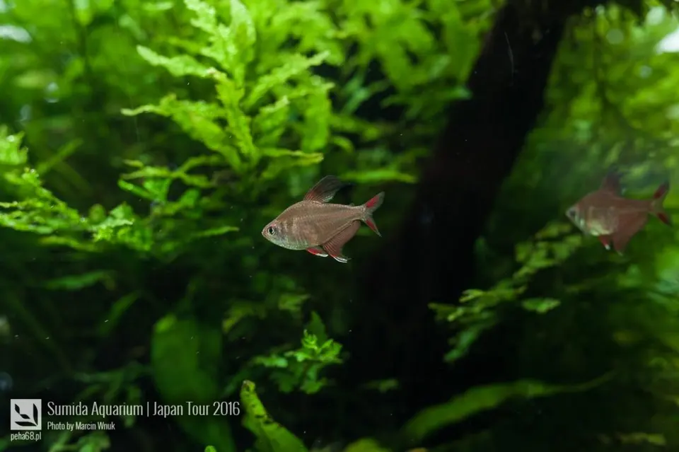 sumida-aquarium-039