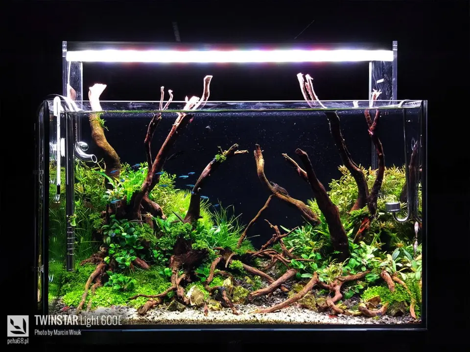 Twinstar Light