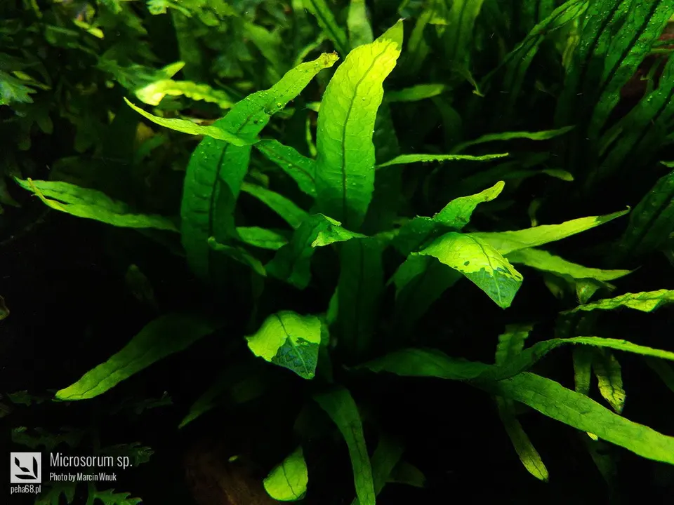 Microsorum sp