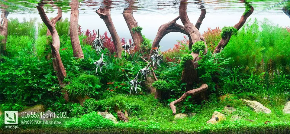 90x50x45cm - 202L - IAPLC 2017 - #341