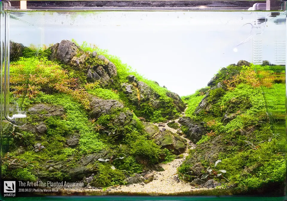 The Art of The Planted Aquarium 2018 Nano