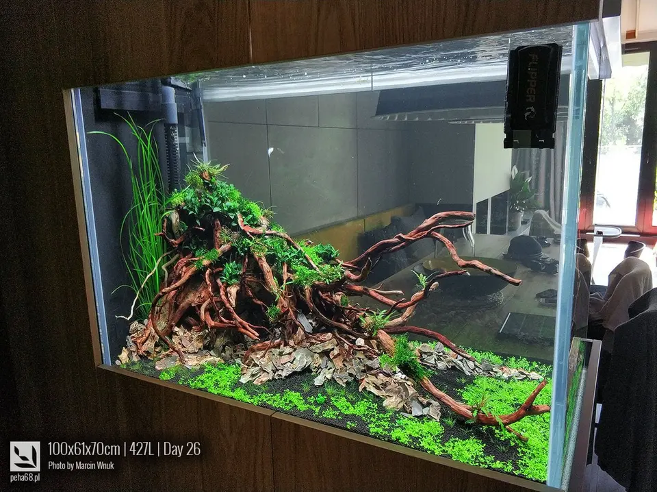 Nature Aquarium