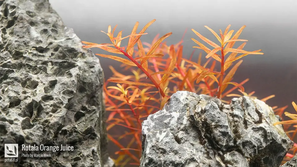 Rotala Orange Juice