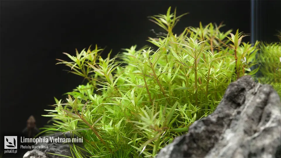 Limnophila Vietnam mini