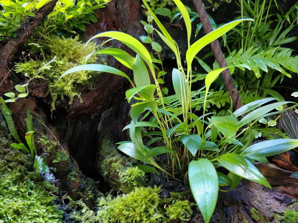 Vivarium