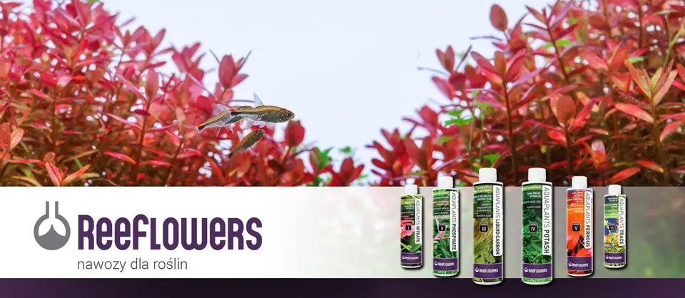 Reeflowers