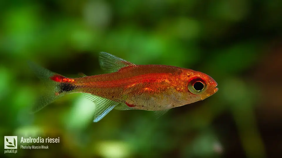 Axelrodia riesei – tetra rubinowa