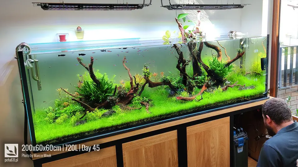 Akwarium 200x60x60cm.