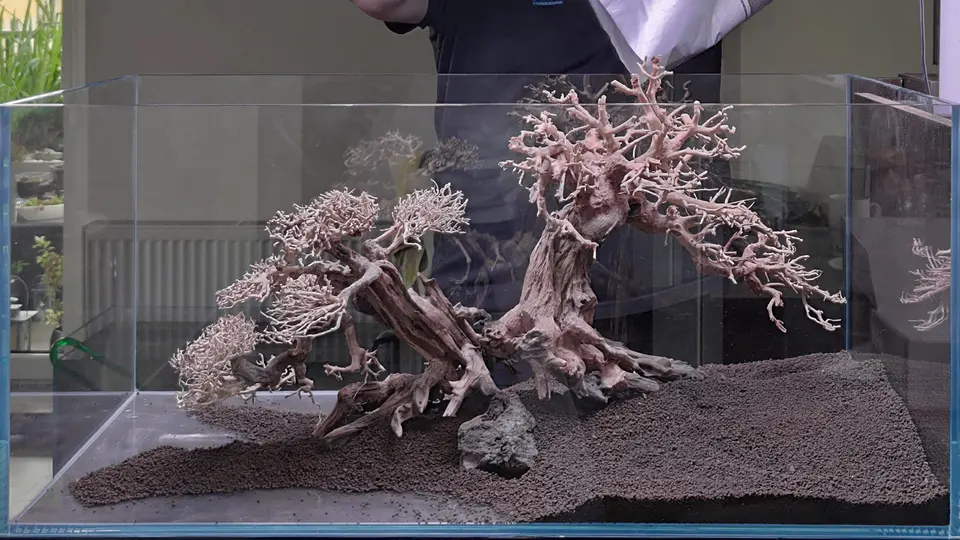 Bonsai w akwarium