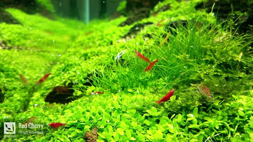 Red cherry