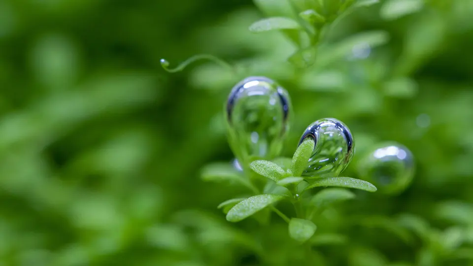 CO2 w akwarium i naturze